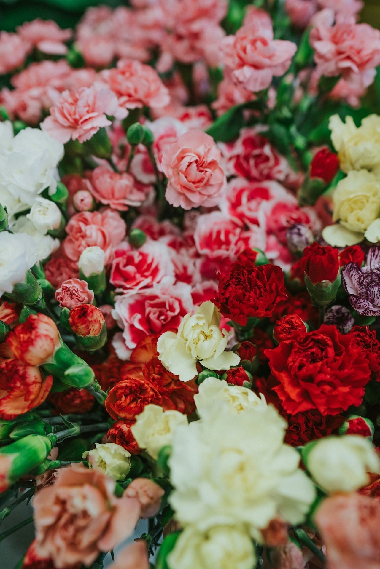 Mother’s Day in Auckland: The Ultimate Guide to Spoiling Mum in Style